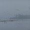 Ducks south of Vermillion