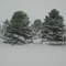Bluff Cemetary trees in the snow