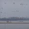 Pelicans on the missouri river