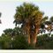 Florida, Venice, Caspersen Beach 2011:01:20