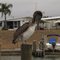 Pelican, Country Club estates Marina, Venice, FL
