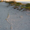Creeping Sea Grapes on Venice Beach Florida
