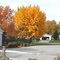 Ginko on Rosemont Dr.