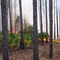 Prescribed Fire on Jennings State Forest