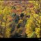  Peak Color in Cavendish