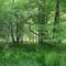 Fern Forest, Perkinsville, Vt