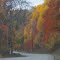 Mist on Windshield — Impressionistic Trees