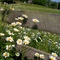 Field of Flowers, Near Valley Falls State Park