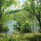 Tygart lake foliage