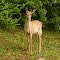 deer in West Virginia