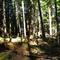 dark forest
