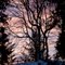 Tree Rising