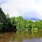 Country pond in southern VA