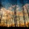 Silhouetted forest at sundown.