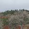 Trees near Hulett, WY