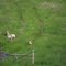 A Pronghorn and her young.