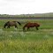 Horses in Rozet