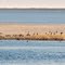 Brown Pelican Colony on Ocracoke Sand Bar