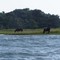 ponies2