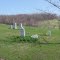 Rose Graveyard