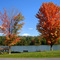 Autumn Trees