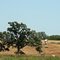 pastoral tree