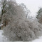 Bushes in an Iowa Winter