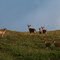 Alpine deer