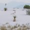 USA - New Mexico - White Sands