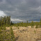 Old clearcut in lodgepole pine west of West Yellowstone, Montana