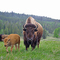 Wild bison on Horse Butte, west of Yellowstone Park. Late May 2007