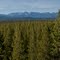 The Henry's Lake Mountains and new lodgepole pine from the South Plateau