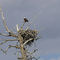 Yellowstone N.P.:  Bald Eagle near Madison River