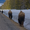 Starving bison on US 191. Early April
