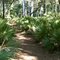 Trail at Wekiwa State Park