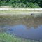 P13-Shallow Pond (sink) on Gills Property