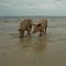 Pigs Strollin' On St George Sound