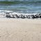 Gulls and Terns on the Beach at St George Island