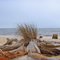 Tree Stumps Weathered by Ocean