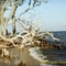 Driftwood - Carrabelle, Florida