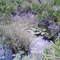 High Bluff Trail lilly pond