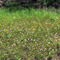 Flowers Along Ranch Road