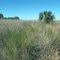 Cattle Trail In The Grass