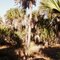 stand of cabbage palm, Seminole Ranch