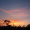 Silhouette of Pine
