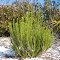 Shrub