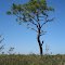 Living Pine Tree