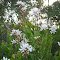 Wild Flowers