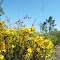 Wild Flowers