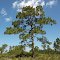 Beautiful Pine Tree